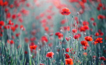 bright red poppy flower on nature background, summer timeの写真素材