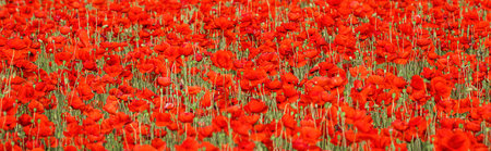 Flowers Red poppies blossom background on wild field in summerの写真素材