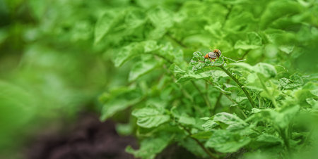 Colorado potato beetle eats green potato. Leptinotarsa decemlineata. Protecting plants concept.の写真素材