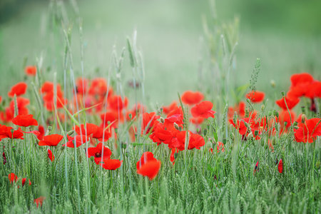 Field of bright red corn poppy flowers in summerの写真素材