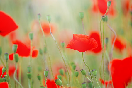 Poppy fields blooming in a sea of redの写真素材