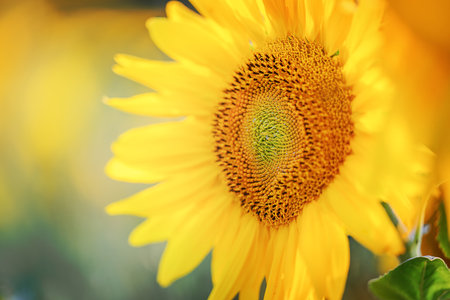 Beautiful field of blooming sunflowers, summertimeの写真素材