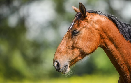 Brown horse portrait on nature background.の写真素材