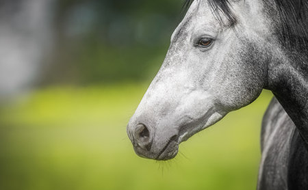 Grey horse portrait on nature background.の写真素材