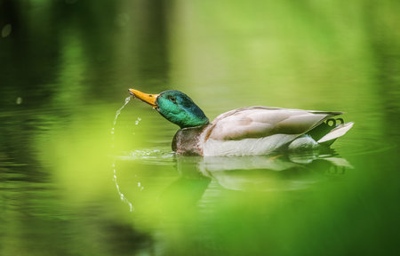 Mallard Duck swimming in the lakeの写真素材