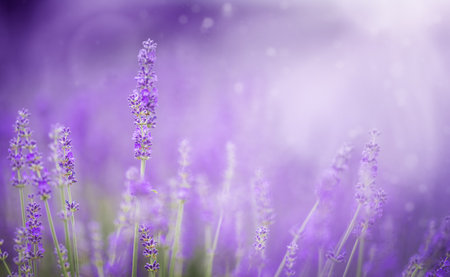 Sunset over a violet lavender fieldの写真素材