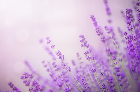 Lavender flower field closeup on sunsetの写真素材