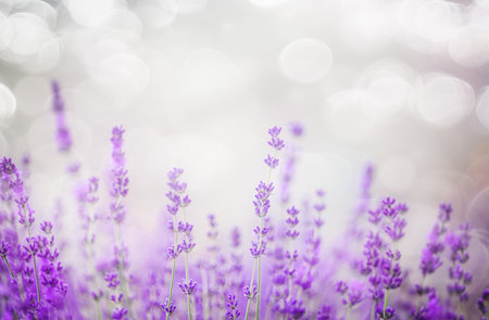 Sunset over a violet lavender field backgroundの写真素材