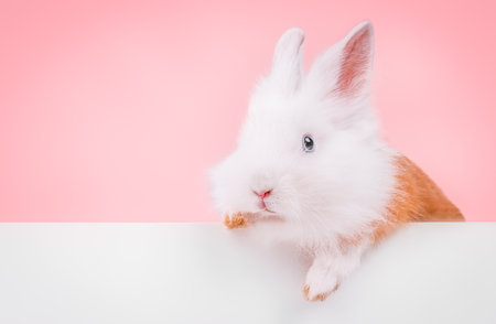Cute rabbit holding an empty blank on a pink backgroundの写真素材