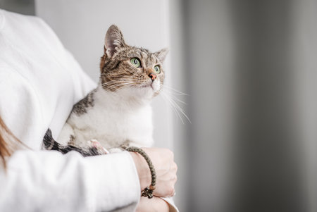 a cat in the arms of its owner