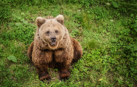 Front view of brown bear isolated on black background. Portrait of Kamchatka bear (Ursus arctos beringianus)の写真素材