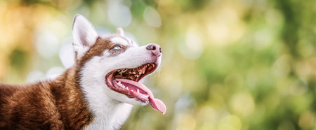 Beautiful Siberian Husky dog with blue eyes on nature background