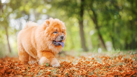 Beautiful dog chow-chow in the autumn park.の写真素材