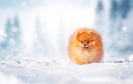 Cute pomeranian spitz dog running on the snowの写真素材