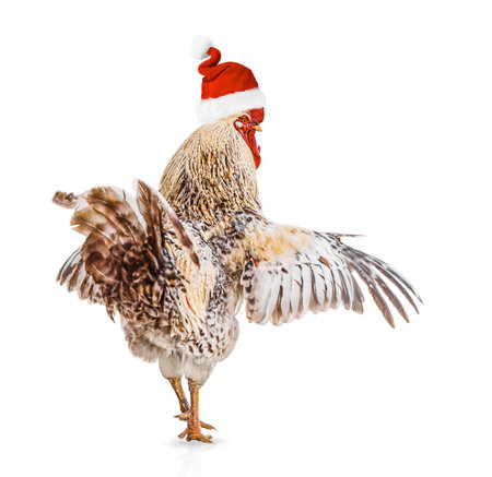 beautiful male rooster wearing Santas hat isolated on white backgroundの写真素材