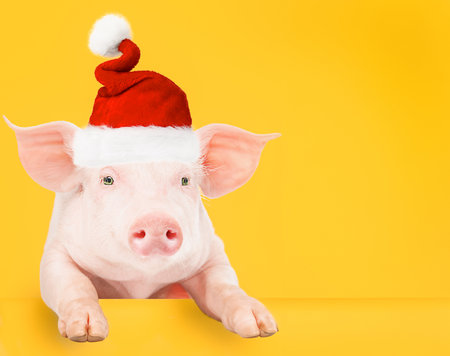 Small pink pig wearing Santas hat on yellow background.の写真素材