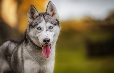 Happy Husky dog on the nature background