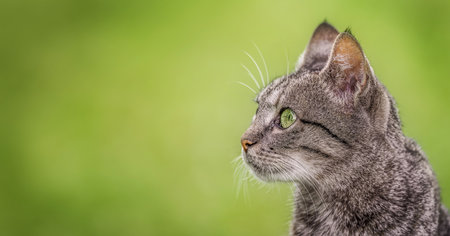 Portrait of a beautiful tabby cat on natureの写真素材