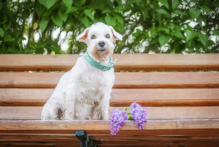 White Miniature Schnauzer dog sitting on a bench in the spring.の写真素材