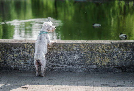 White dog looking at the water in the lake, walking in the parkの写真素材
