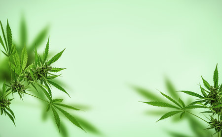 Cannabis plants on green backgroundの写真素材