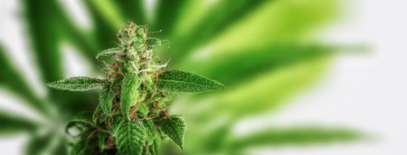 Cannabis plants on white background. Copy space, banner.の写真素材