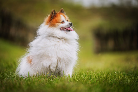 Cute pomeranian spitz dog sitting the green grass.の写真素材