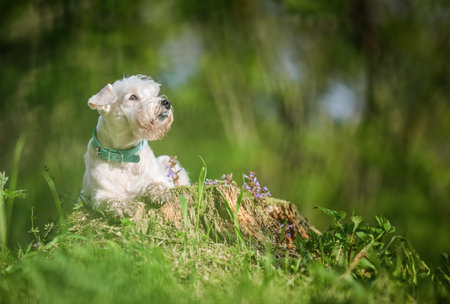 Miniature Schnauzer dog sitting on a stump, fairy tale scene.の写真素材