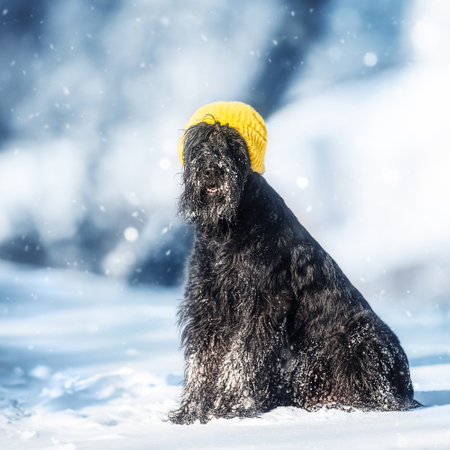 Giant schnauzer in a yellow hat in the winter parkの写真素材