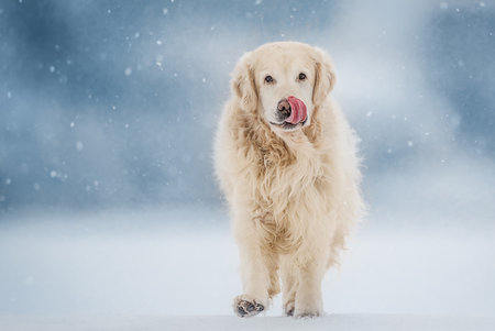 Golden retriever dog with tongue out running in the winter forestの写真素材