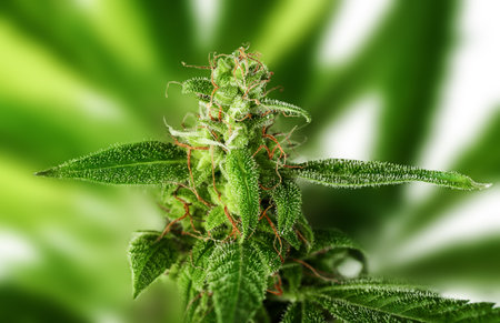 Cannabis plants on green backgroundの写真素材