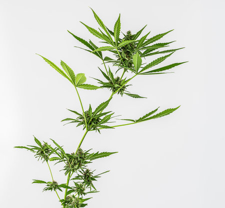 Growing marijuana in the pot, cannabis plants isolated on white background with clipping path.の写真素材