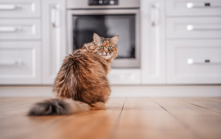 Cat sitting on the floor in the kitchenの写真素材