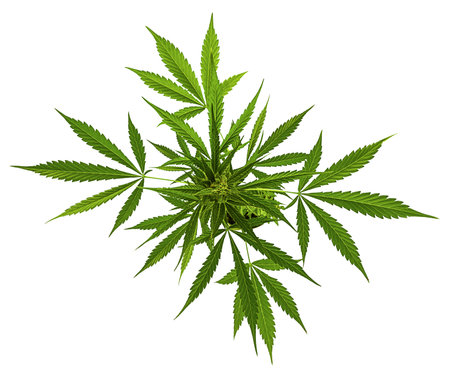 Growing marijuana in the pot, cannabis plants isolated on white background with clipping path.の写真素材