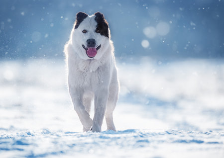 A Central Asian Shepherd Dog standing in a serene winter landscape as snow gently falls around,...