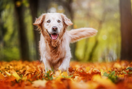 A Golden Retriever joyfully runs through a sunlit autumn forest, surrounded by colorful foliageの写真素材