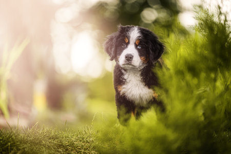 Bernese Mountain Dog puppy sitting on lush green grass in a garden, enjoying the outdoors.の写真素材