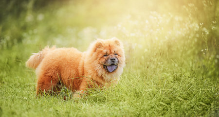 Fluffy Chow Chow puppy in lush green grass, radiating charm and cuteness.の写真素材