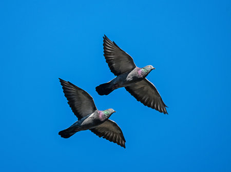 Two birds flying high in a clear blue sky, capturing a moment of freedom and peace.の写真素材