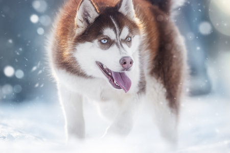 Brown husky dog prowling through snow under a snowfall, exuding a wolf-like auraの写真素材