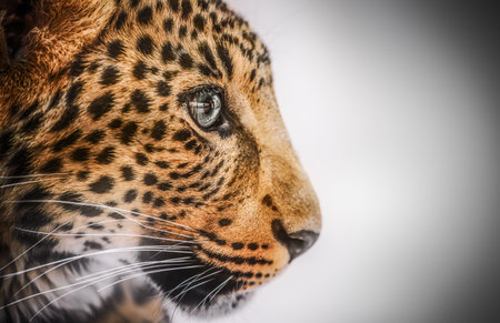 Close-up portrait of a leopard against a neutral gray background, highlighting its fierce beauty.の写真素材