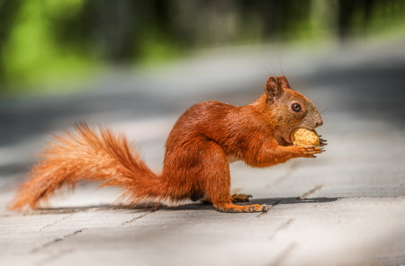 A red squirrel in a park holds a large nut in its paws, eating amidst the natural scenery.