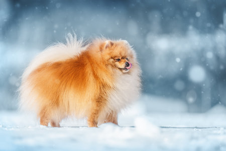A Pomeranian Spitz on snowy ground licking its lips as snow falls, capturing winters charm.の写真素材