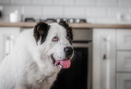 Smiling Central Asian Shepherd dog with tongue out sitting in modern kitchen interior, happy large...