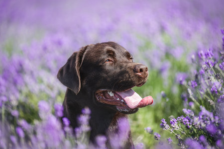 Happy brown labrador dog smiling in a lavender field, portrait of adorable pet in summer nature.