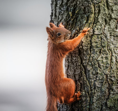 A playful red squirrel clinging to a tree branch, looking curiously, captured in a funny and...
