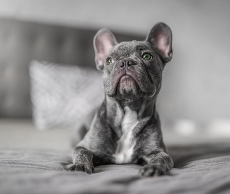Adorable French bulldog resting on a cozy bed in a modern bedroom, looking away with a calm and stylish expression.の写真素材