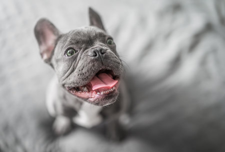 Adorable gray French bulldog sitting on bed in cozy bedroom, smiling happily, top view lifestyle pet portrait.の写真素材