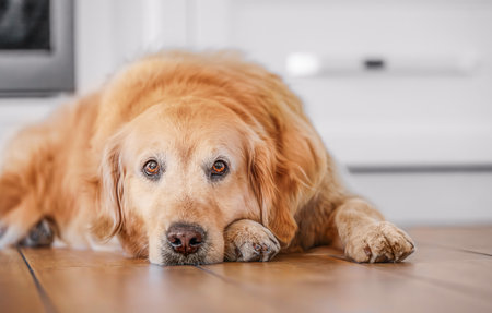 Golden retriever dog resting peacefully on the kitchen floor, showing loyalty, comfort and warmth of...