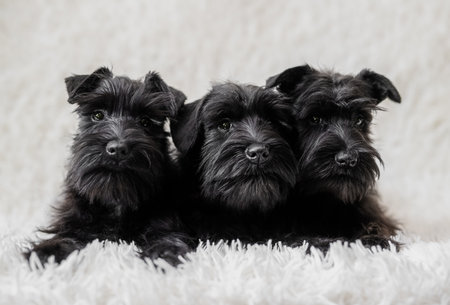 Three tiny black miniature schnauzer puppies sitting curiously on a white cozy blanket.の写真素材